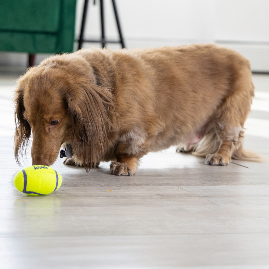 Dog playing with a football on a wooden floor