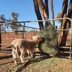 Aussie Grazer Small Hay Net