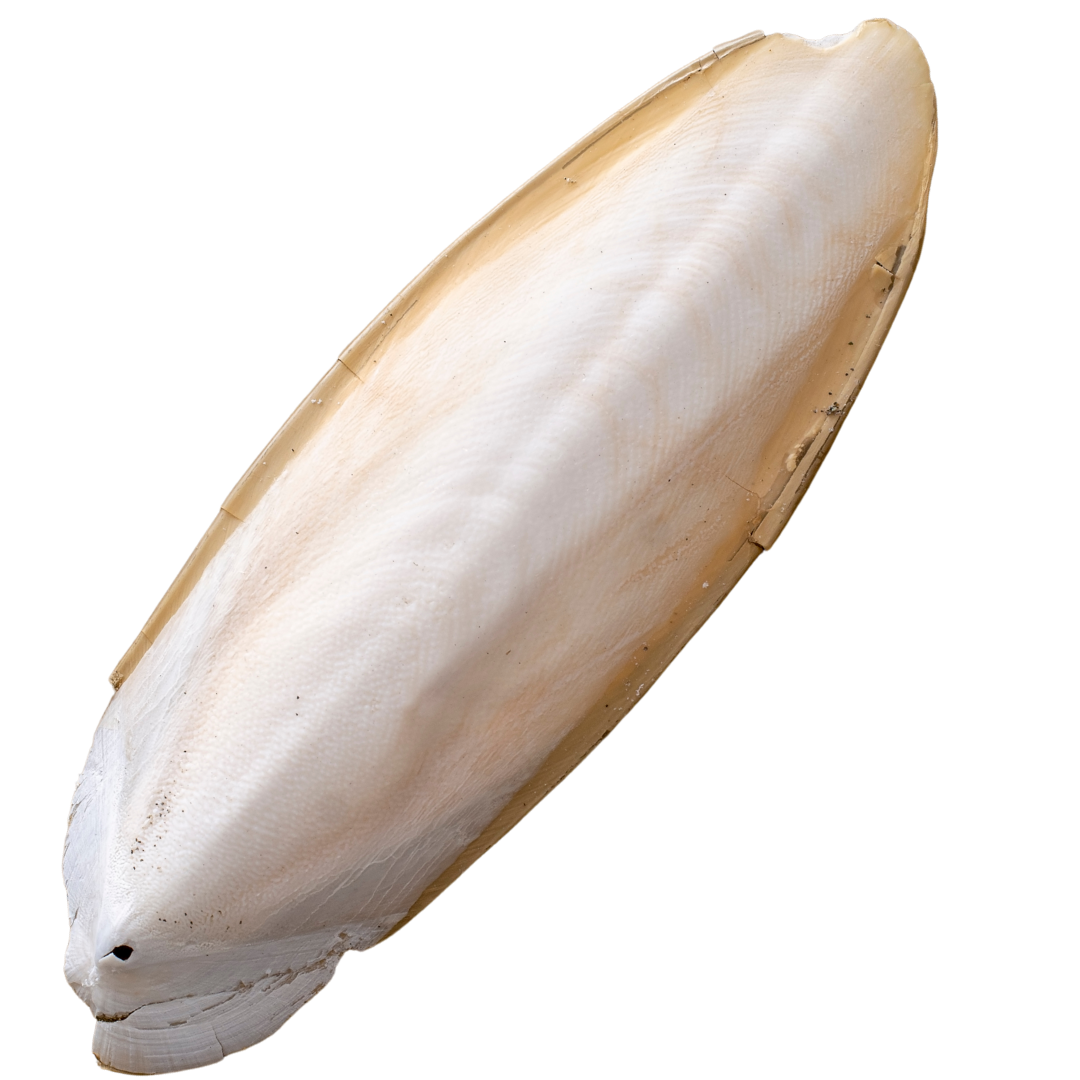 Cuttlebones Extraction Cuttlebone – Mel's Pet Shed