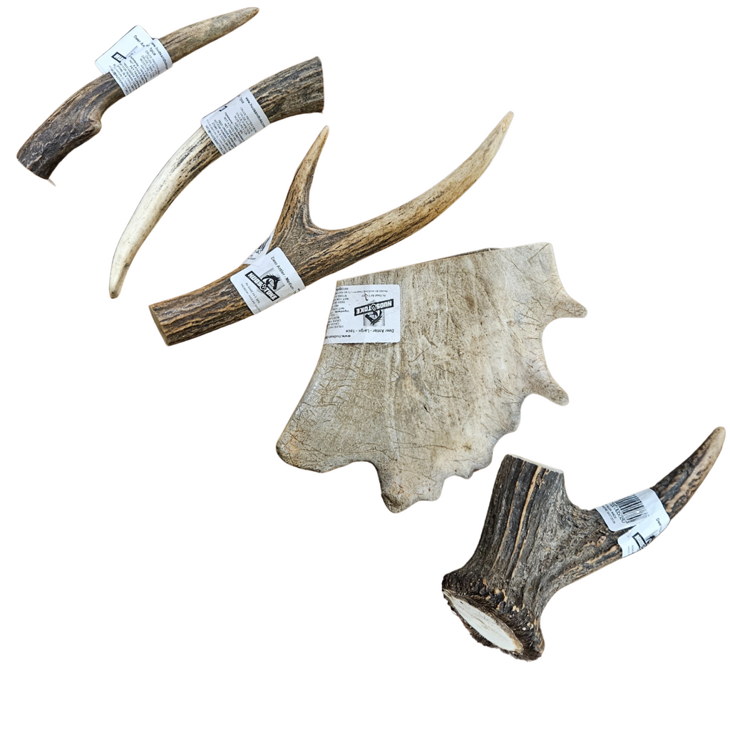 Deer antlers with tags on a white background