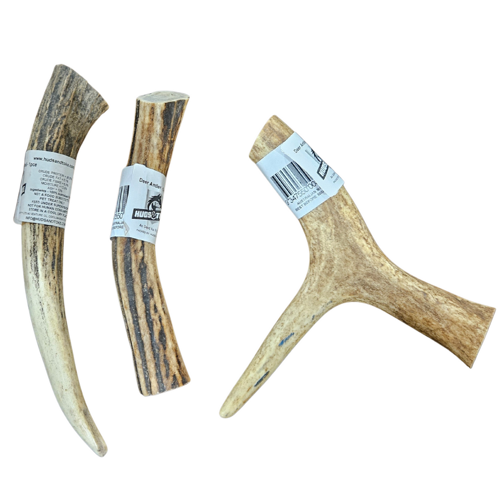 Three deer antlers with labels on a white background