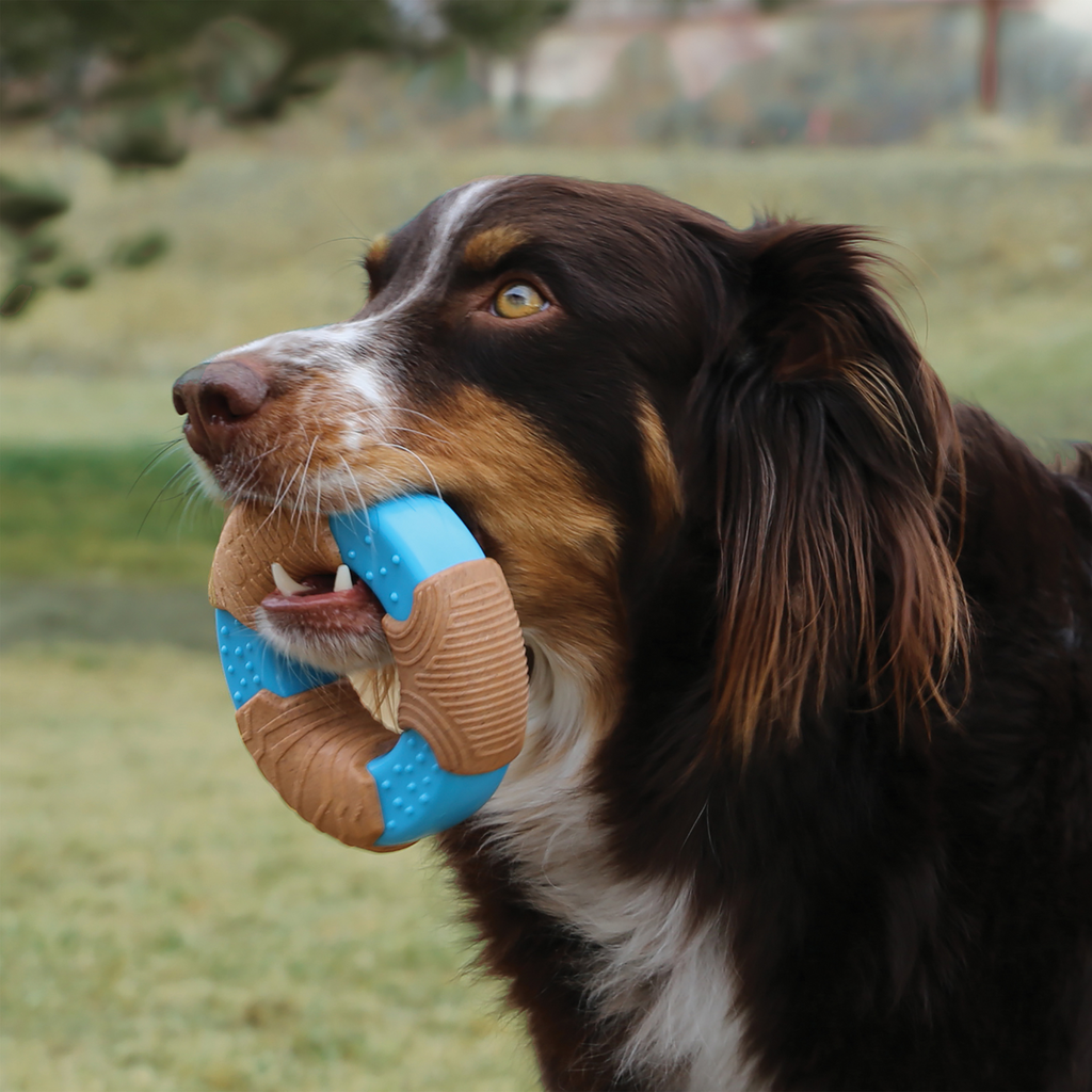 Dog holding a blue and brown dog toy in its mouth outdoors.