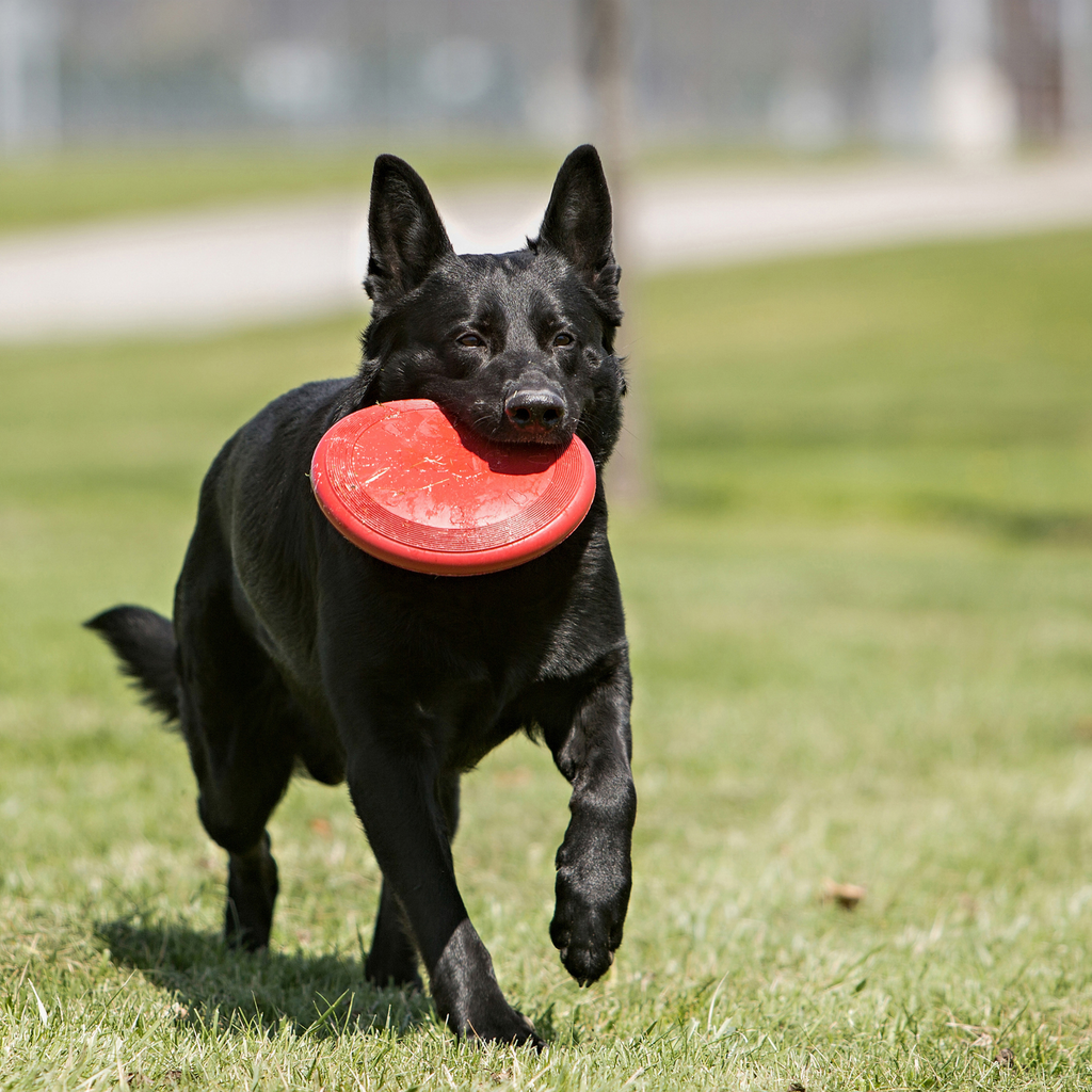 Black dog running on grass with a red frisbee in its mouth