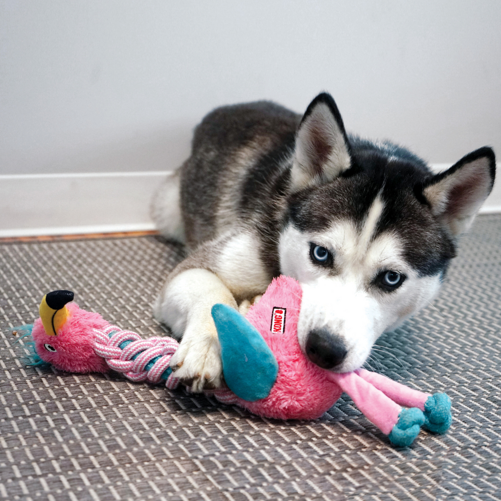 A dog with a long braided neck chewing on a pink and blue rope toy.