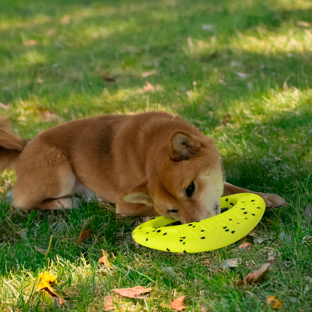Dog playing with a yellow frisbee on a grassy field