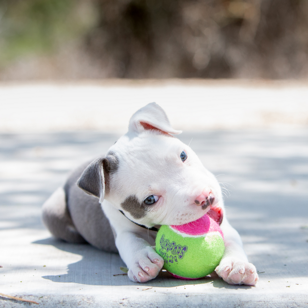 Puppy playing with a colourful tennis ball in concrete
