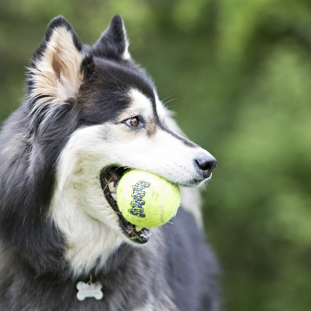 Dog with yellow tennis ball in mouth