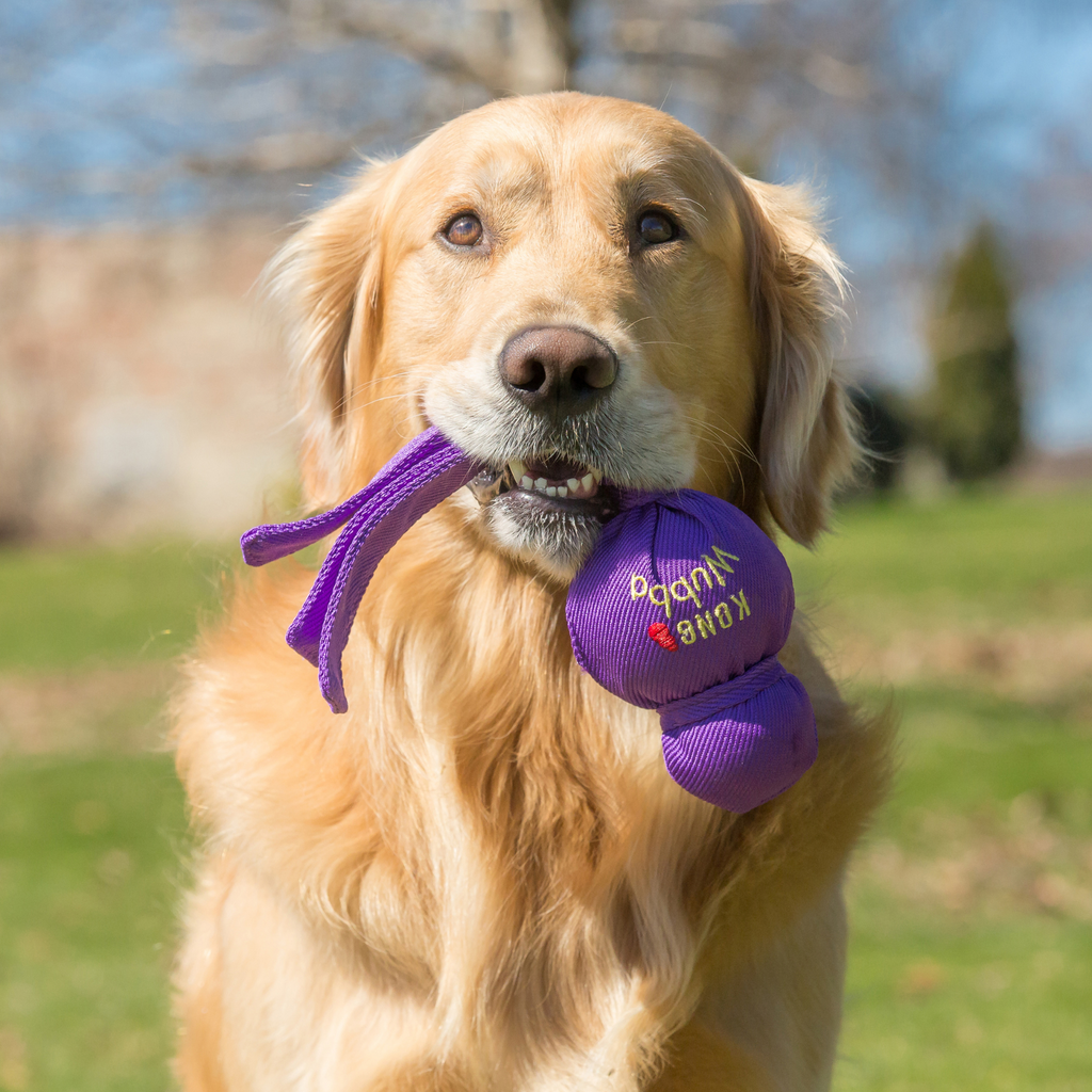 A golden retriever holding a purple KONG Wubba toy in its mouth, featuring a ball and tail design.