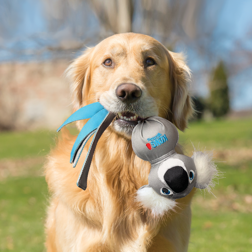 Dog holding a toy with a blurred outdoor background