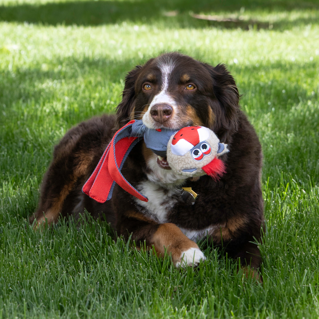 Dog lying on grass with a toy in its mouth