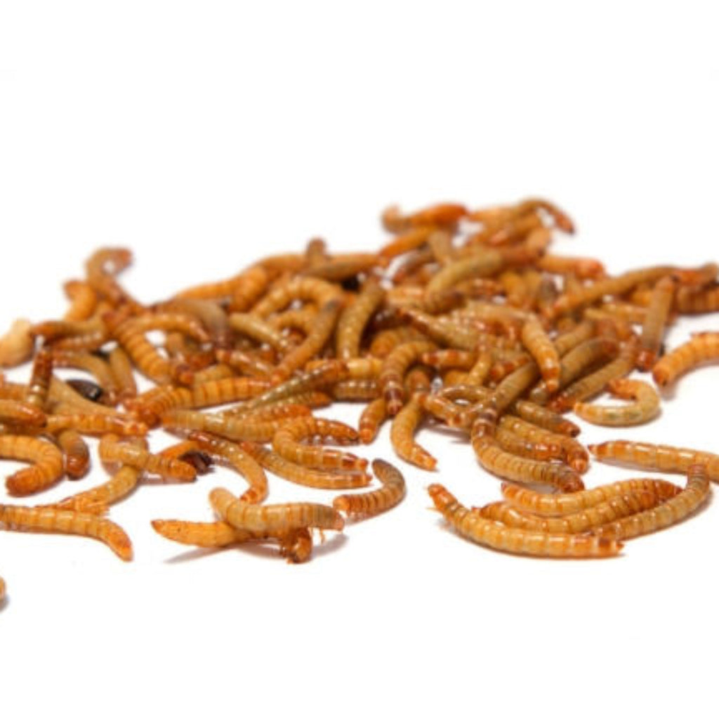 A pile of dried mealworms, with a reddish-brown color, intended as pet food for birds and small animals.