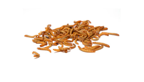 Dried Mealworms 850g