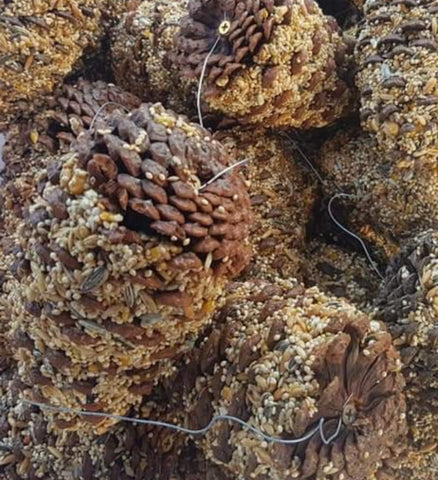 Small Parrot Seed Pine Cone