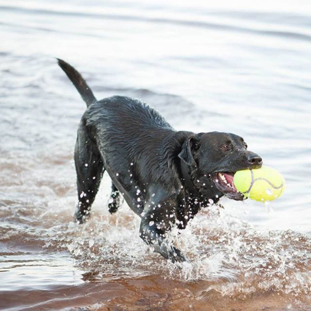 Dog playing with a football at a beach
