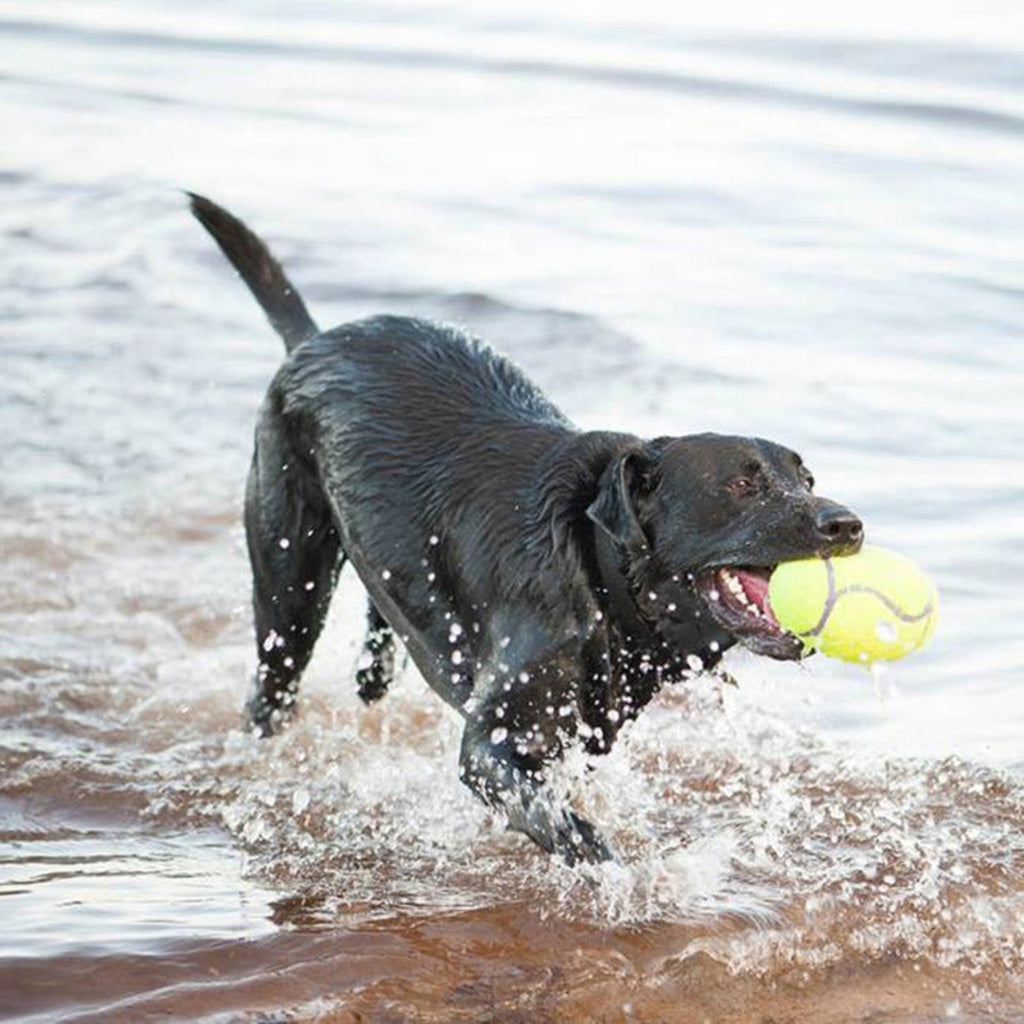Dog playing with a football at a beach
