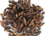 Dried Crickets 70g