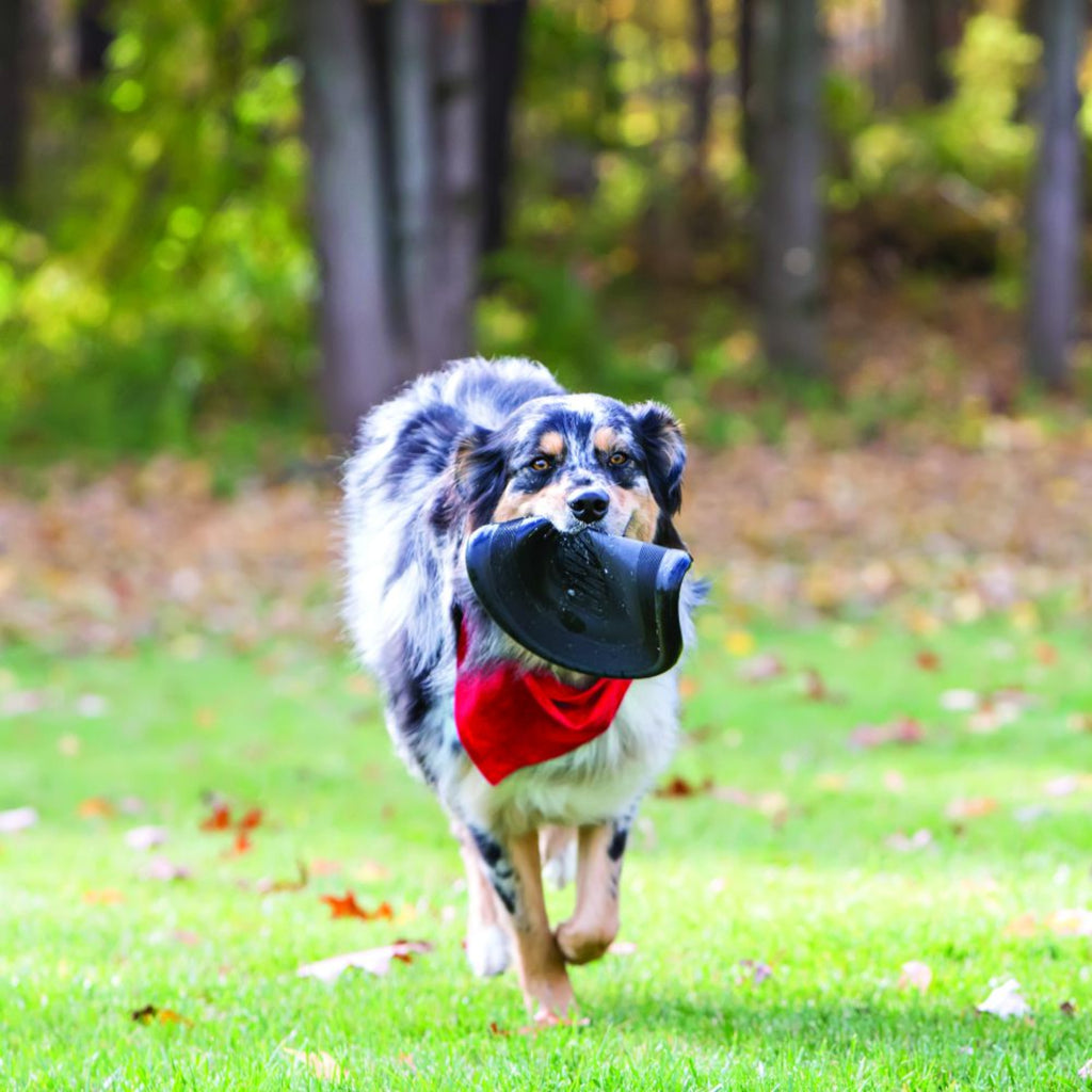 Dog running outdoors with a black muzzle and red bandana